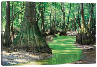 Tupelos In A Slough Canvas Art Print - Marsh & Swamp Art