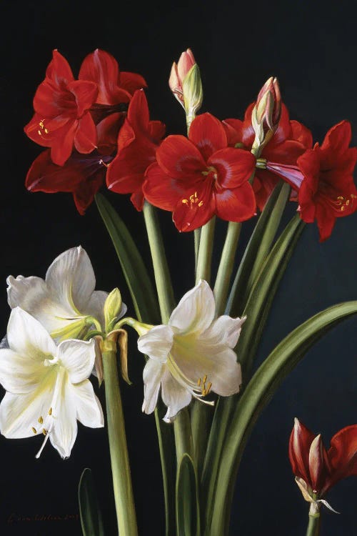 Amarylis by Evan Wilson wall art
