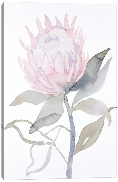 Protea Canvas Art Print - Elizabeth Becker