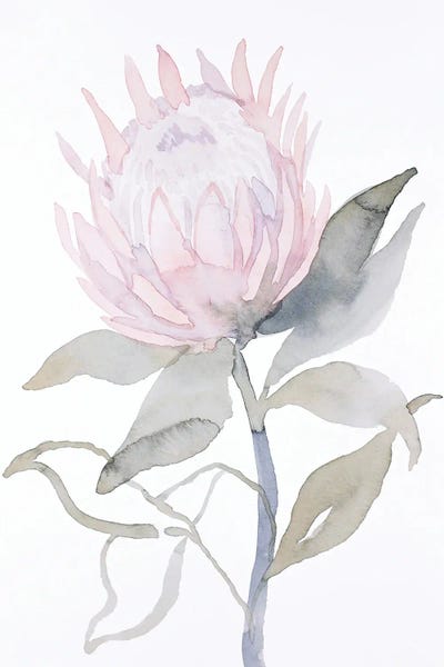 Protea: Protea by Elizabeth Becker