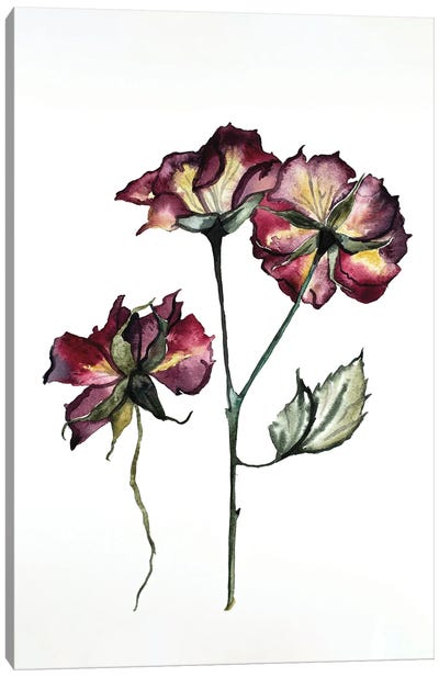 Rosa No. 2 Canvas Art Print - Elizabeth Becker