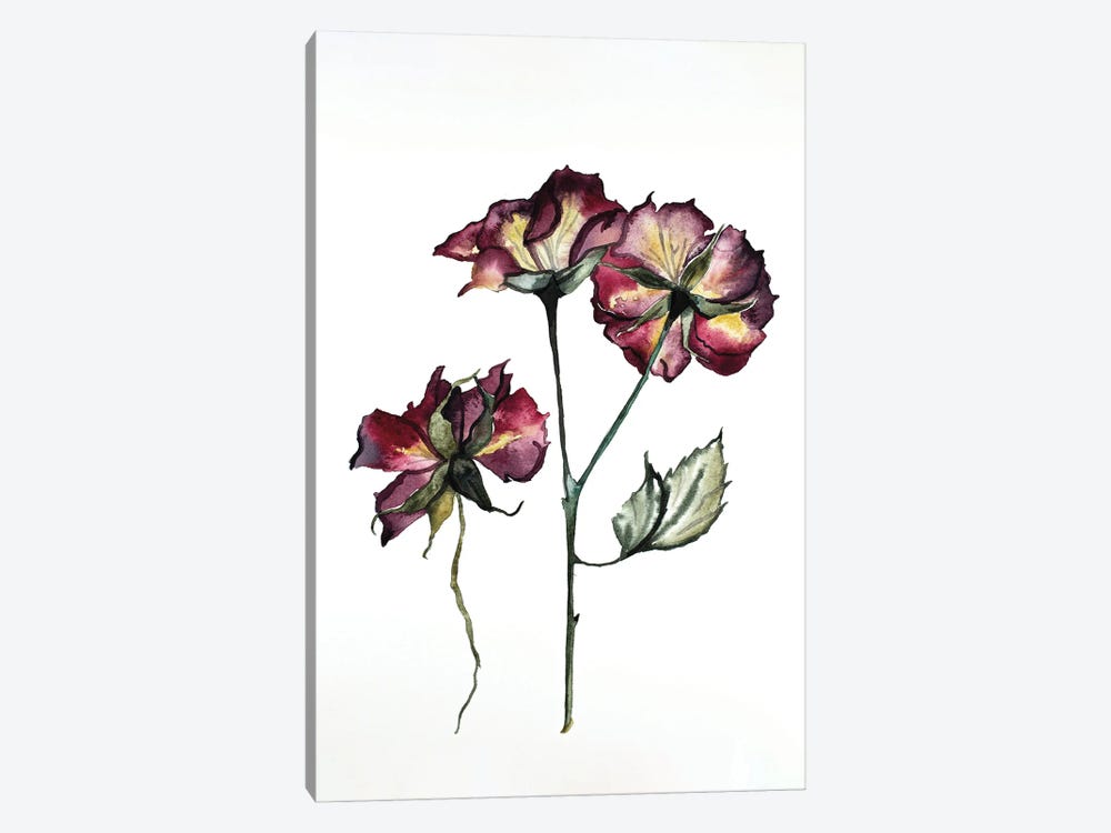 Rosa No. 2 by Elizabeth Becker 1-piece Canvas Art Print