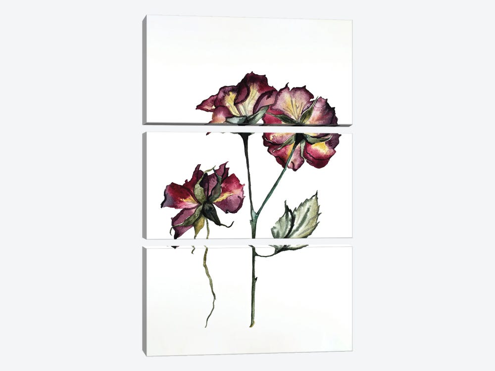 Rosa No. 2 by Elizabeth Becker 3-piece Art Print