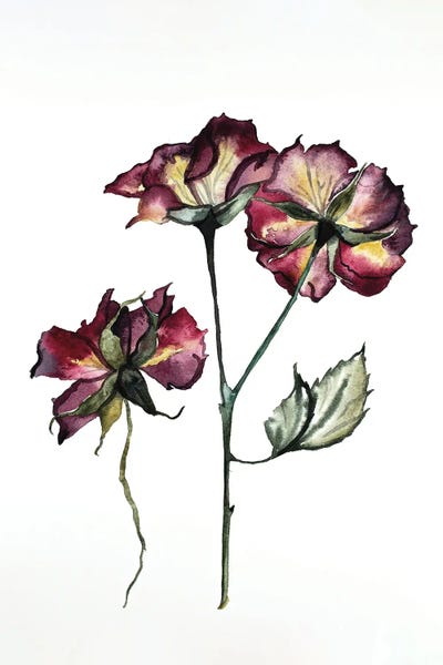 Fine Art Print: Rosa No. 2 by Elizabeth Becker