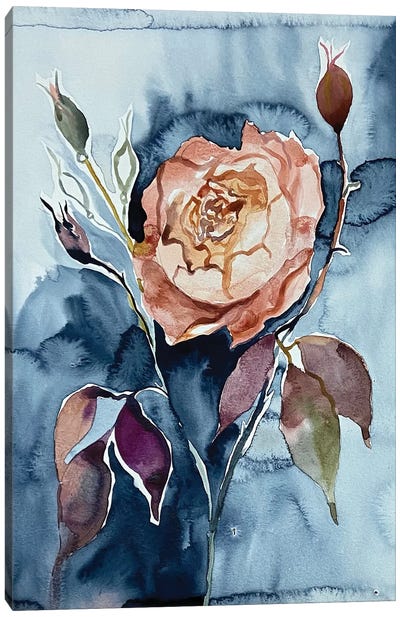Rosa No. 6 Canvas Art Print - Elizabeth Becker