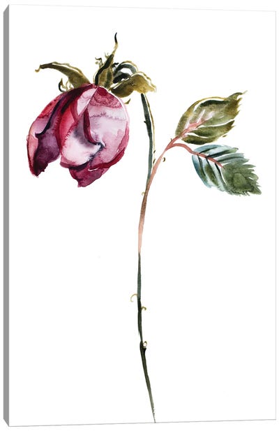 Rose Study No. 50 Canvas Art Print - Elizabeth Becker