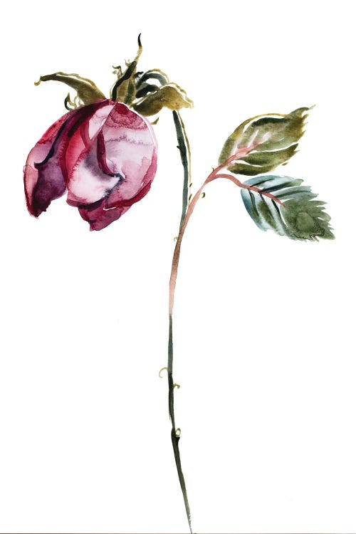Rose Study No. 50 by Elizabeth Becker wall art