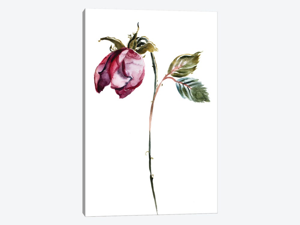 Rose Study No. 50 by Elizabeth Becker 1-piece Art Print