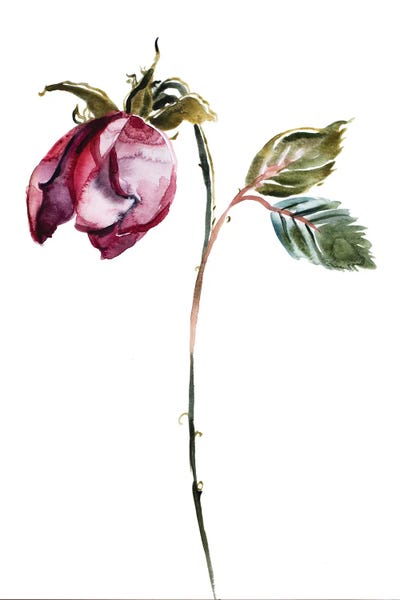 Fine Art Print: Rose Study No. 50 by Elizabeth Becker
