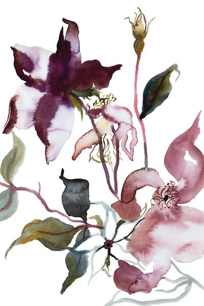 Rose Study No. 51