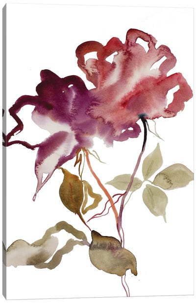 Rose Study No. 52 Canvas Art Print - Elizabeth Becker