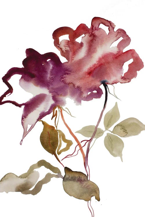 Rose Study No. 52 by Elizabeth Becker wall art
