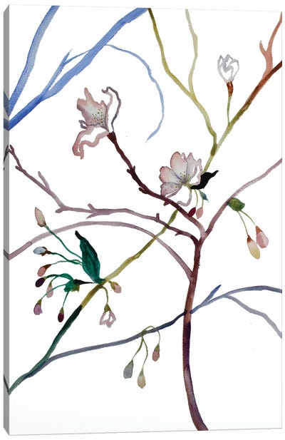 Cherry Blossom No. 35 Canvas Art Print - Elizabeth Becker