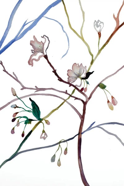 Cherry Blossoms: Cherry Blossom No. 35 by Elizabeth Becker