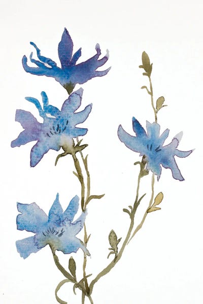 Wildflowers: Chicory No. 2 by Elizabeth Becker