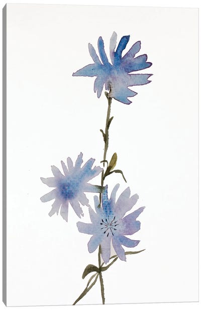 Chicory Canvas Art Print - Elizabeth Becker