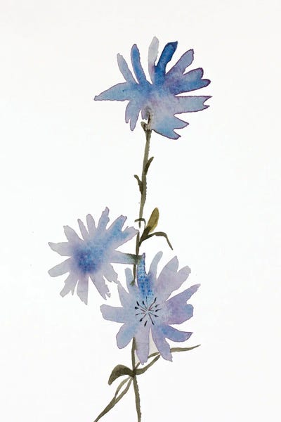 Wildflowers: Chicory by Elizabeth Becker