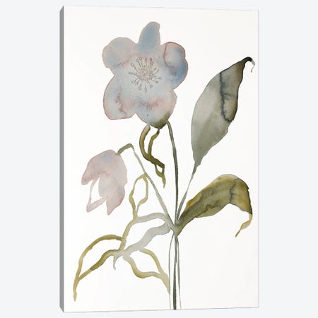 Floral No. 15 Canvas Print #EZB35} by Elizabeth Becker Canvas Artwork