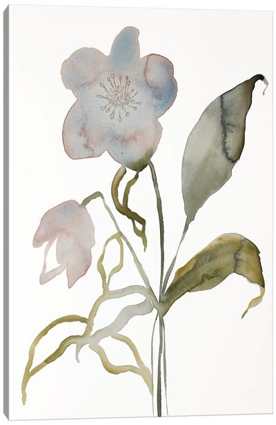 Floral No. 15 Canvas Art Print - Elizabeth Becker