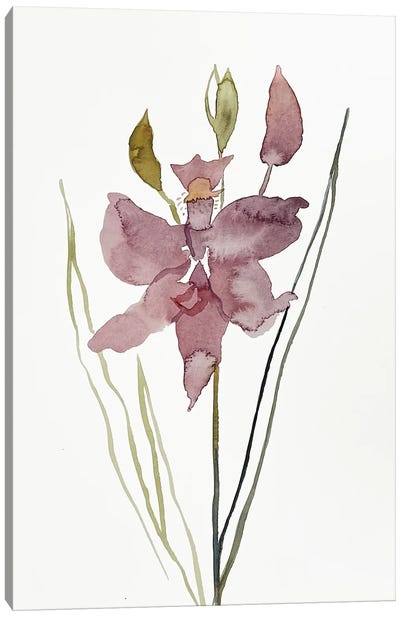 Grass Pink No. 3 Canvas Art Print - Elizabeth Becker