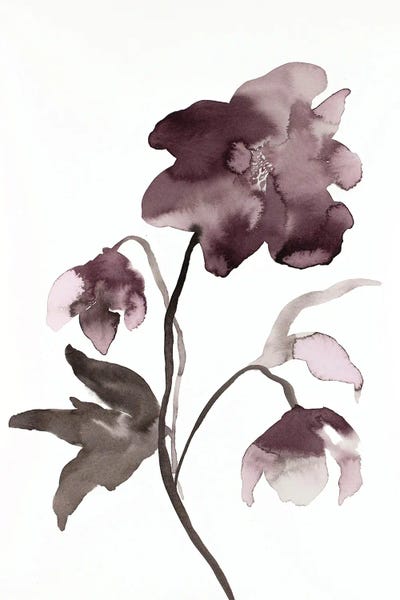 Elizabeth Becker: Hellebore No. 12 by Elizabeth Becker
