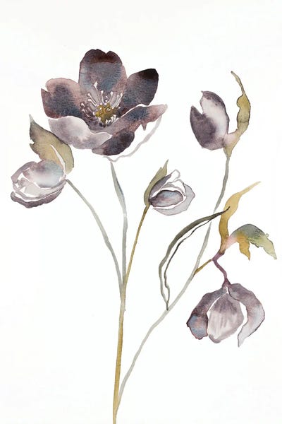 Hellebore No. 17 by Elizabeth Becker canvas print