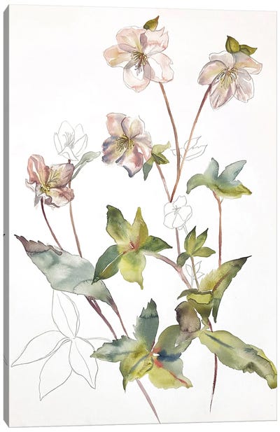 Hellebore No. 34 Canvas Art Print - Minimalist Flowers