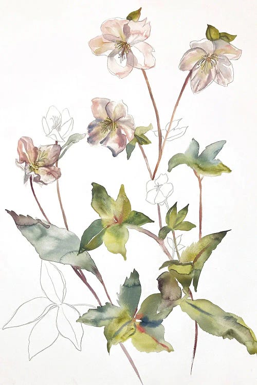 Hellebore No. 34