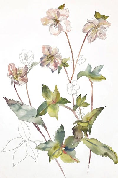 Watercolor Flowers: Hellebore No. 34 by Elizabeth Becker