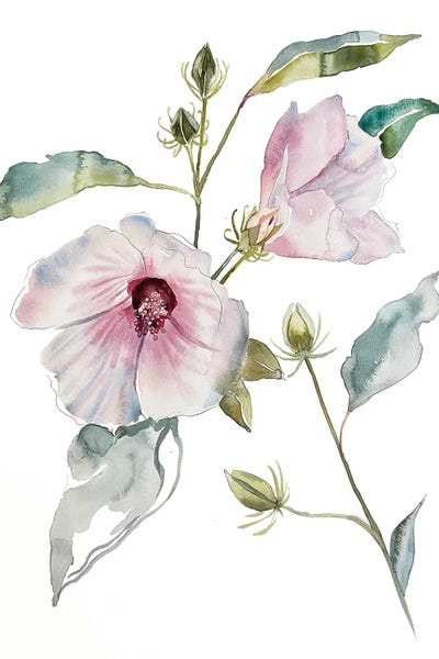 Hibiscuses: Hibiscus by Elizabeth Becker