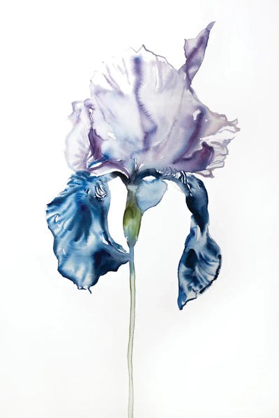 Irises: Iris No. 67 by Elizabeth Becker