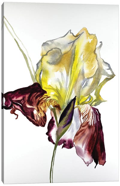 Iris No. 77 Canvas Art Print - Similar to Georgia O'Keeffe