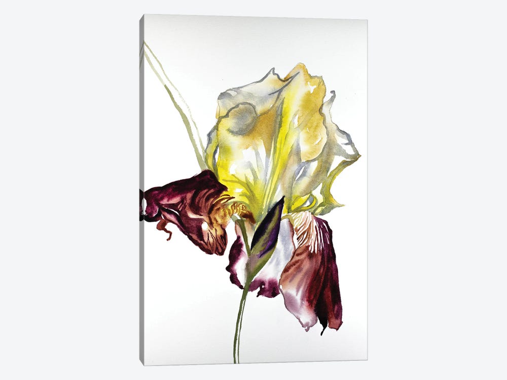 Iris No. 77 by Elizabeth Becker 1-piece Art Print