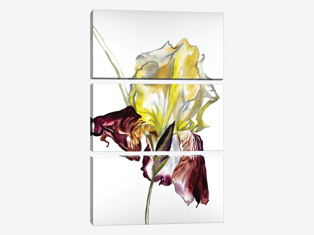 Iris No. 77 by Elizabeth Becker 3-piece Canvas Print