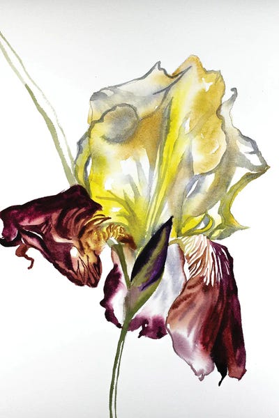 Irises: Iris No. 77 by Elizabeth Becker