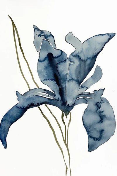 Irises: Iris No. 154 by Elizabeth Becker