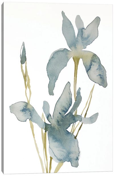 Iris No. 160 Canvas Art Print - Elizabeth Becker