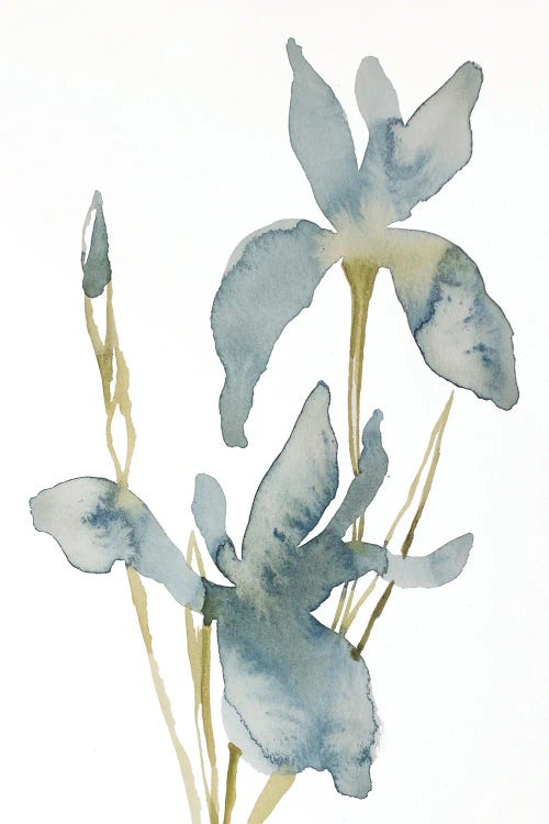 Iris No. 160