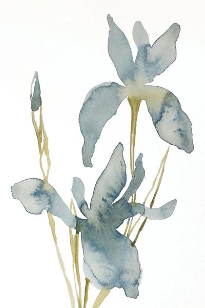 Irises: Iris No. 160 by Elizabeth Becker