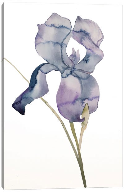 Iris No. 171 Canvas Art Print - Elizabeth Becker