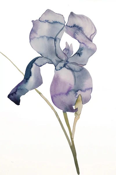 Irises: Iris No. 171 by Elizabeth Becker