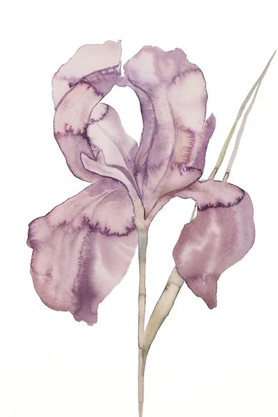 Irises: Iris No. 172 by Elizabeth Becker