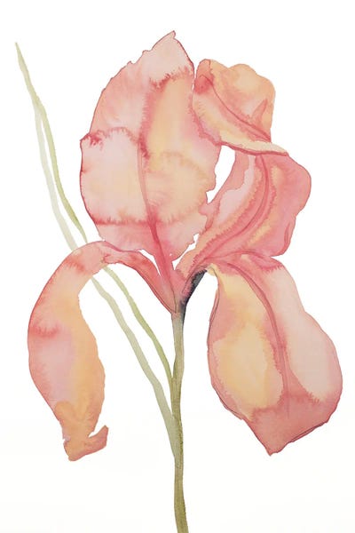Irises: Iris No. 173 by Elizabeth Becker