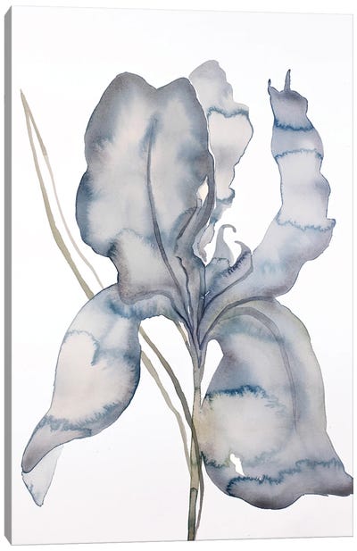 Iris No. 174 Canvas Art Print - Elizabeth Becker