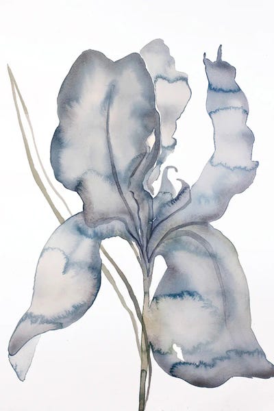 Irises: Iris No. 174 by Elizabeth Becker
