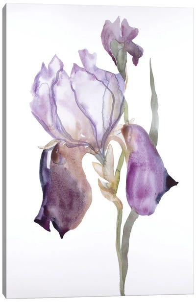 Iris No. 176 Canvas Art Print - Zen Master