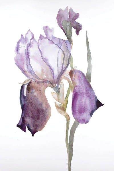 Irises: Iris No. 176 by Elizabeth Becker