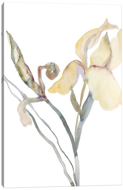 Iris No. 180 Canvas Art Print - Elizabeth Becker