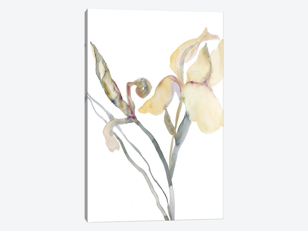 Iris No. 180 by Elizabeth Becker 1-piece Canvas Print