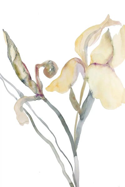Irises: Iris No. 180 by Elizabeth Becker
